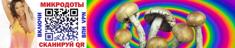 Псилоцибиновые грибы Psilocybe Богданович